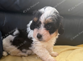 Ready now one Stunning female f1 jackapoo puppies
