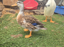 Silver Appleyard Bantam Female Duck