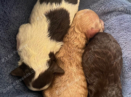 Small KC brown, apricot, brown Parti Toy Poodles