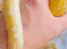 Snow sand boa