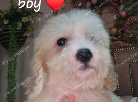 Cavapoochon
