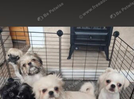 5 gorgeous pugzu puppies