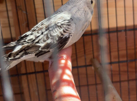 3 baby budgies