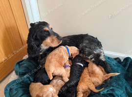 Toy cockapoo puppies