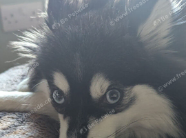 Pomsky puppies
