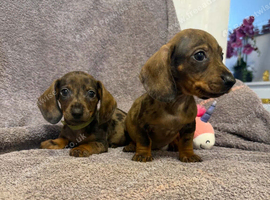 Miniature Dachshund