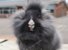 Baby Vienna carrying Lionhead Buck - Ready now.
