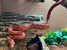Snake for sale including set up