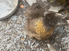 Bearded silkies