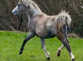 Top class Welsh a yearling filly