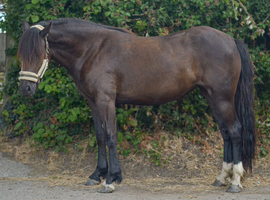 CLYNEBANK ECLIPSE