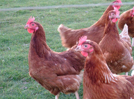 7 laying hens