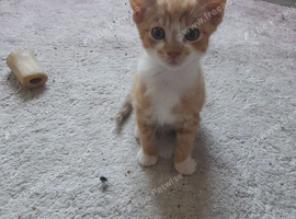 Kitten