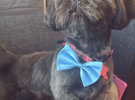 Male shih tzu