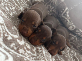 Miniature dachshund puppies