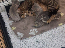 Beautiful Blue part Bengal kittens