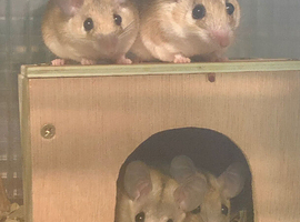 Spiny mice for sale