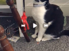 Friendly cat