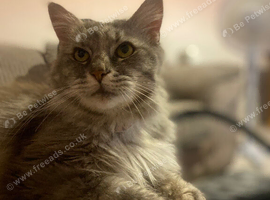 Maincoon X