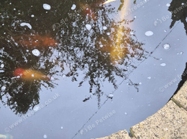 Large koi carp and Various others