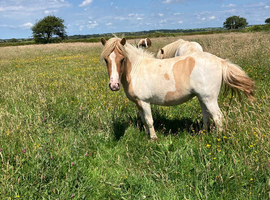 Traditional Standard Skewbald Shetland Filly Based in Cornwall