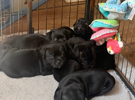 Staffordshire bull terrier puppies