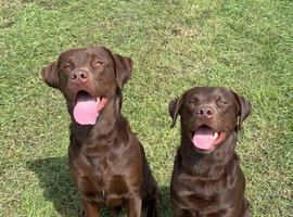 2 x 2yo KC reg chocolate Labrador boys