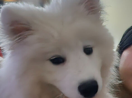 Beautiful KC Regency Samoyed Girl For Sale