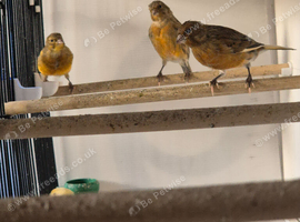 Red factor canary's