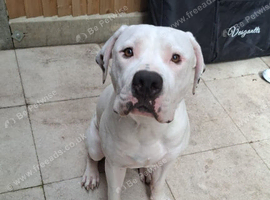 American bulldog x staff