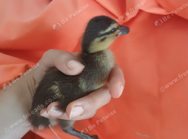 Call ducklings