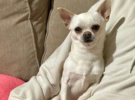 3 year old rare Russian chihuahua boy kc