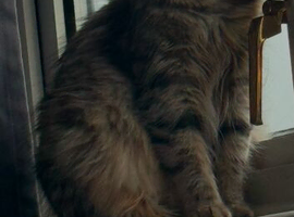 Exceptional Maine Coon x Siberian Kittens