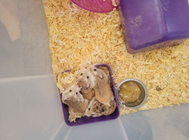Selling robrovoski Hamsters
