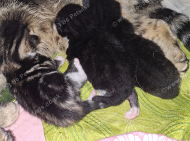 3 beautiful kittens for sale