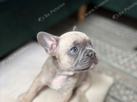 French Bulldog Puppies Looking for Loving Forever Homes - Can be seen with Mum
