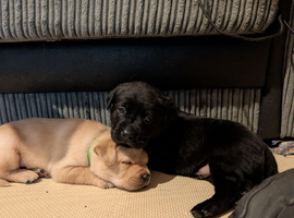 Labrador puppies