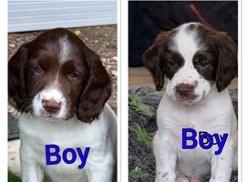 Ready Now Cheeky Springer Spaniel Pups