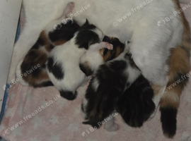 Kittens