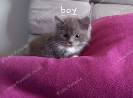 Stunning kittens for sale