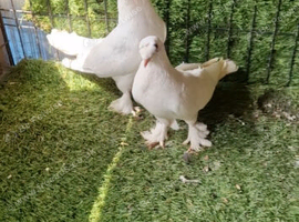 Turkish pigeons for sale