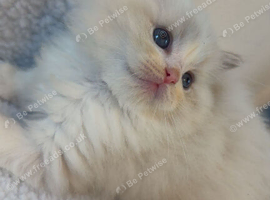 European Ragdolls