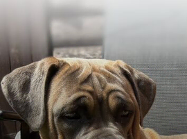 2.yr old female cane corso