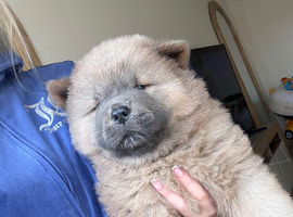 LAST 2 GORGEOUS CHOW CHOW PUPPYS