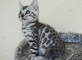 Gorgeous Silver Black Rosette Bengal Kitten