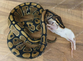 Grown on baby royal/ball pythons