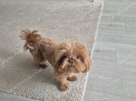 Molly shih tzu needs a new home KC Registered