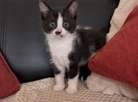 Adorable Kittens Looking for loving  homes