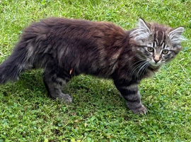 Beautiful Maine Coon Kittens for Sale