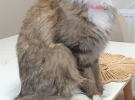Female maine coon